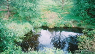 The Pool Near The North Pole